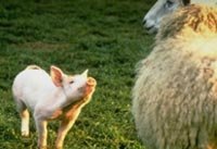 Las 100 mejores pel�culas de animales